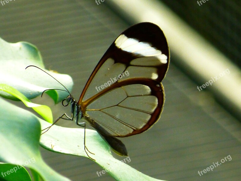 Butterfly Flying Colorful Insect Tender