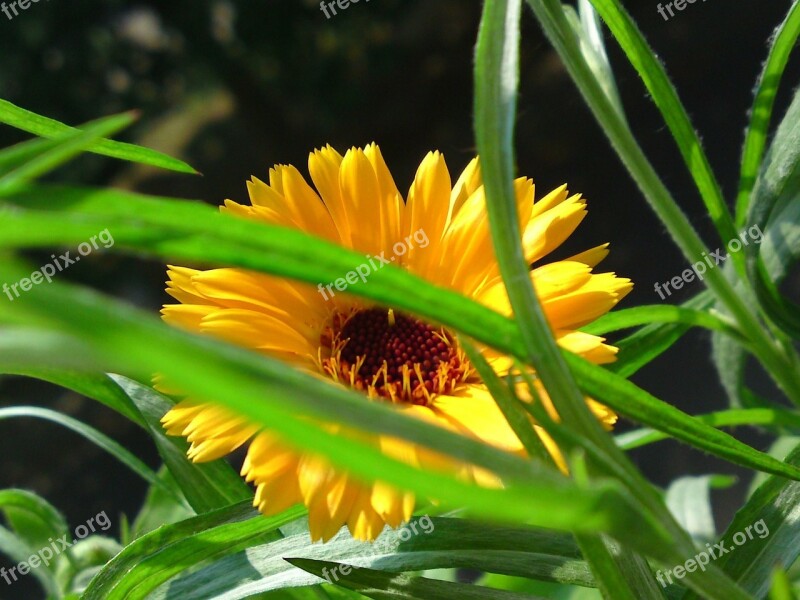 Flower Blossom Bloom Orange Nature