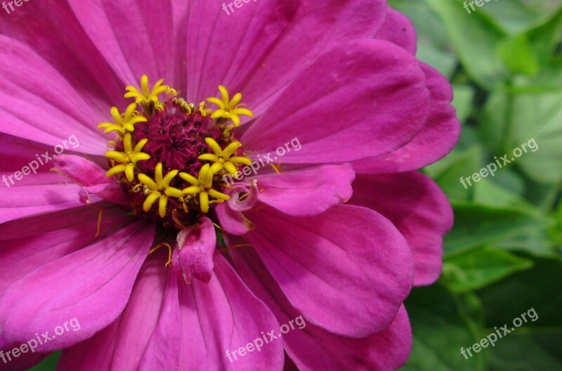 Flower Blossom Bloom Nature Plant