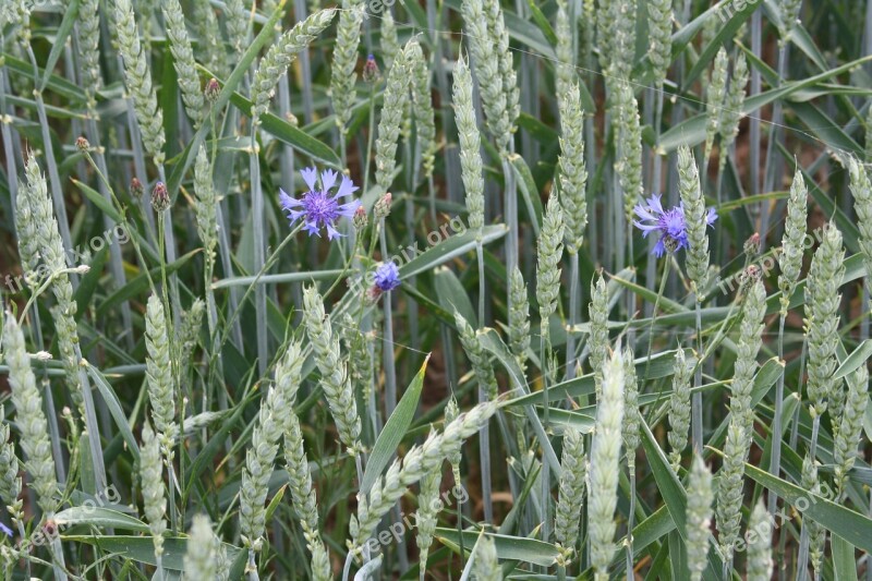 Wheat Field Green Summer Grain Arable