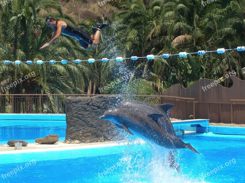 Dolphins Show Water Flying Animal