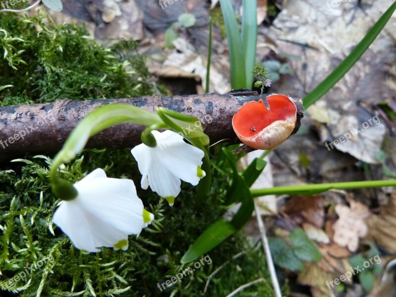 Vermilion Kelchbecherling Snowflake Flower Spring Mushroom