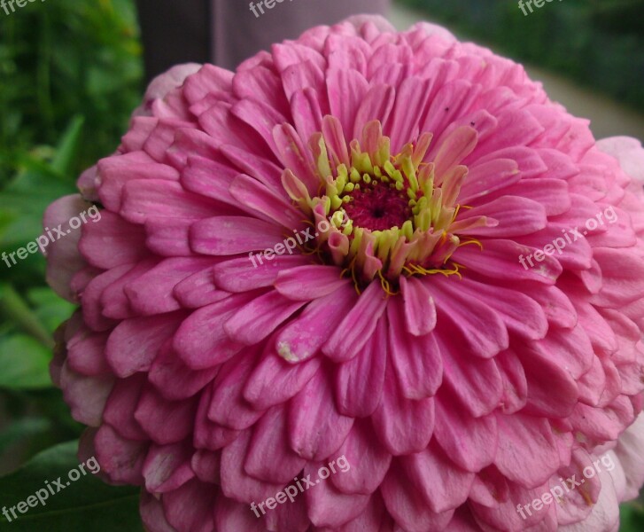 Huge Flower Flower Blossom Bloom Nature