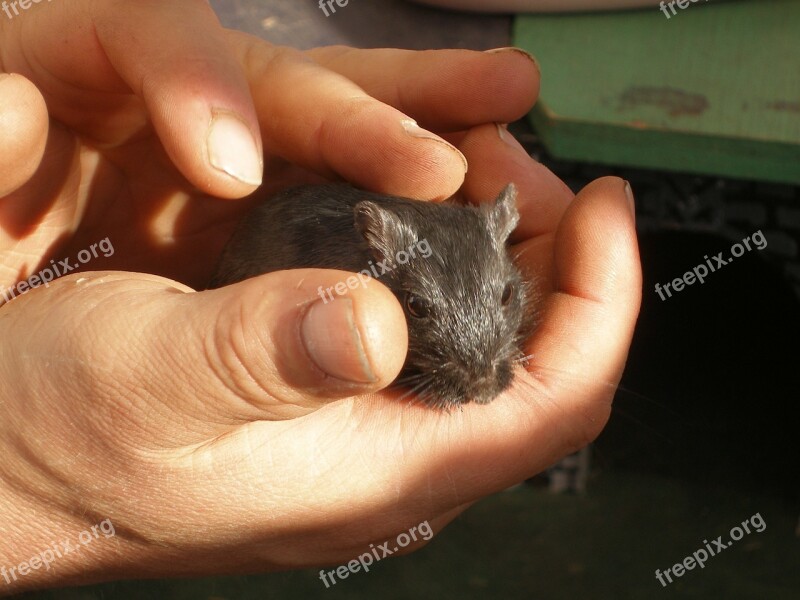 Hand Mouse Stroke Animal Free Photos