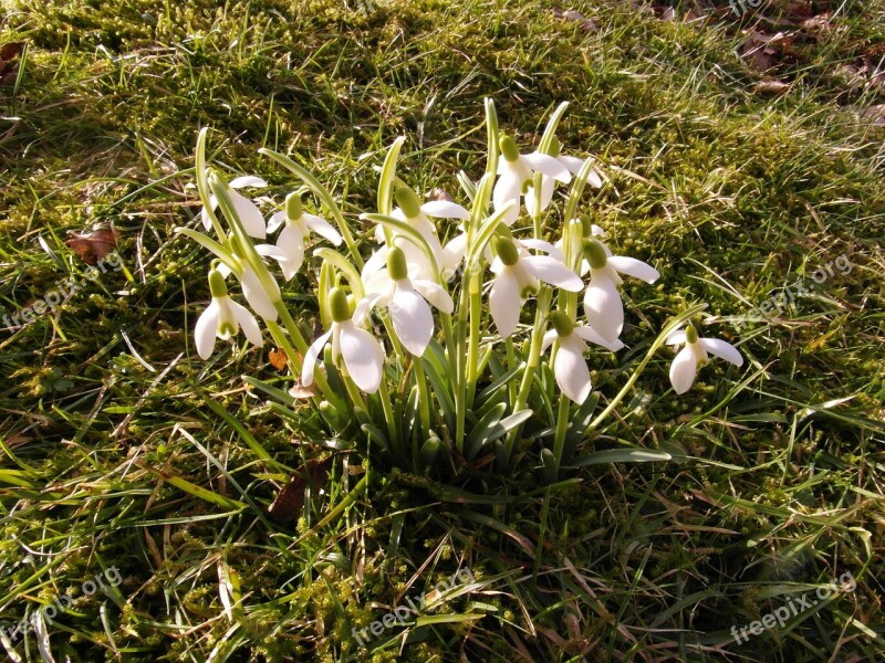 Snowdrop Spring March Blossom Bloom