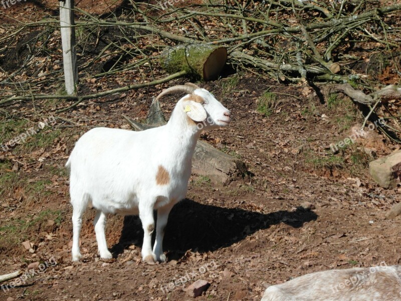 Goat Mountains Hell White Free Photos