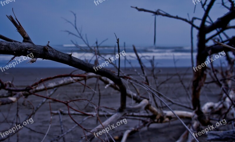 Beach Cold Tree Still Life Dry Tree