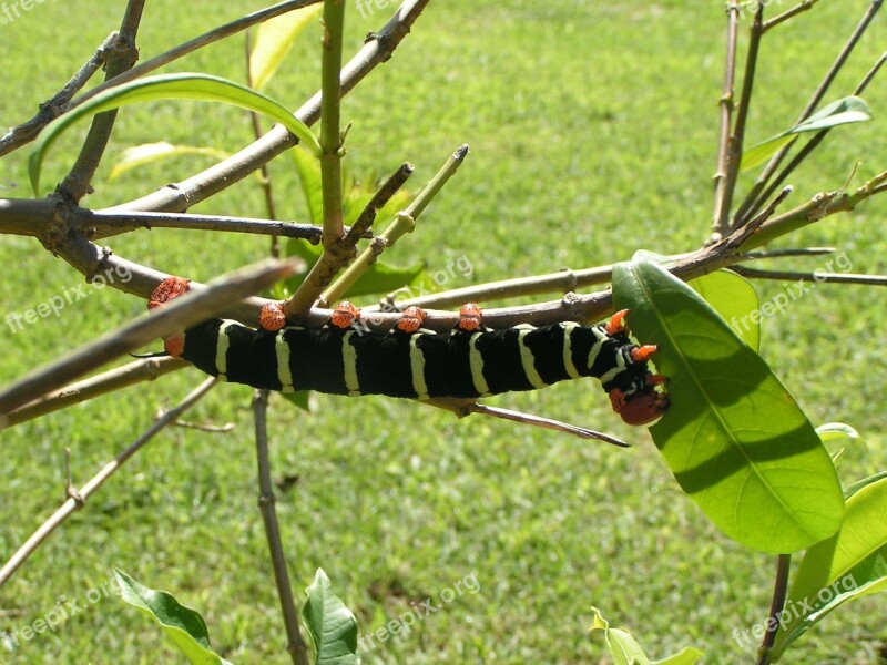 Caterpillar Nature Garden Free Photos