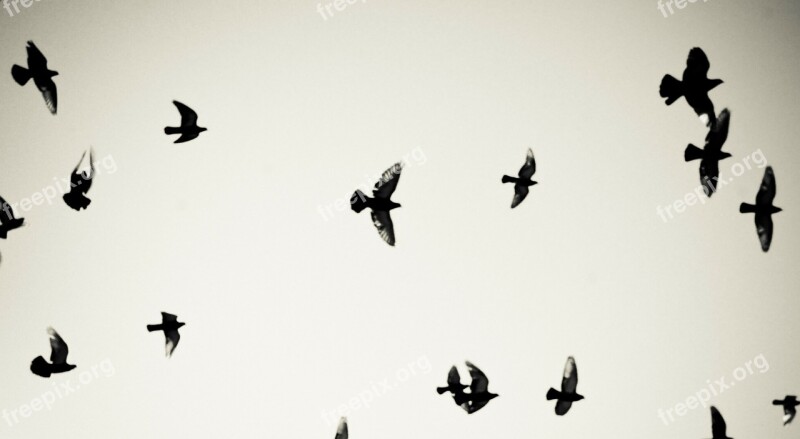 Birds Pigeons Flying Sky Freedom