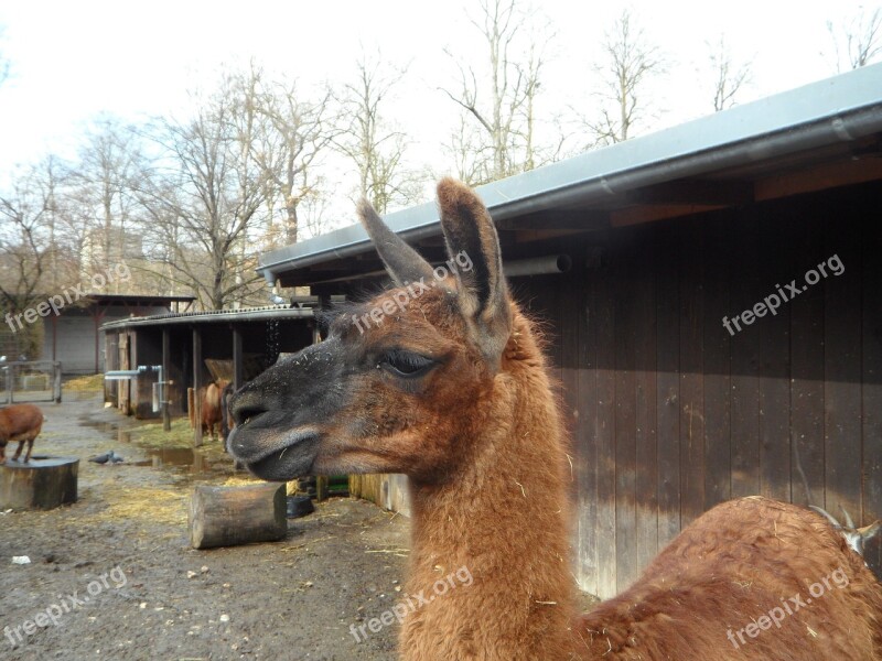 Lama Animal Zoo Petting Zoo Attention