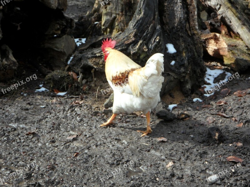 Hahn Run Away Bird Poultry Farm