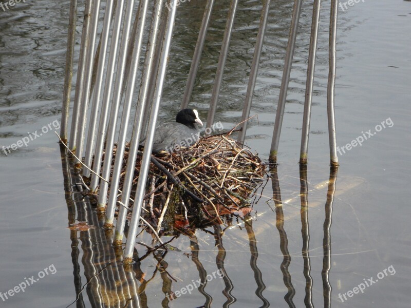 Coot Nest Breed Swim Water