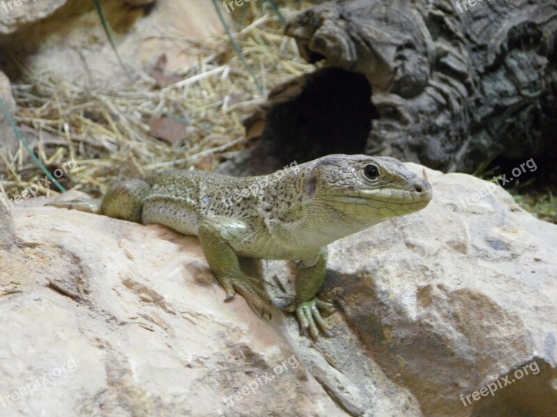 Lizard Reptile Animal Terrarium Zoo