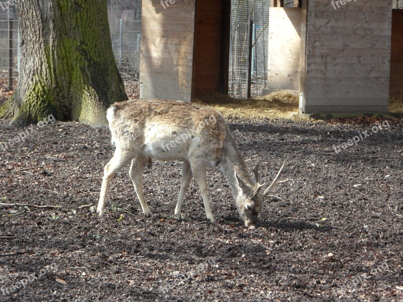 Wild Fallow Deer Disguised Roe Deer Hirsch