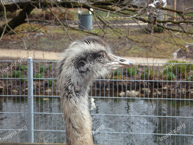 Rhea Bird Cheeky Bird Flightless Bird Bill