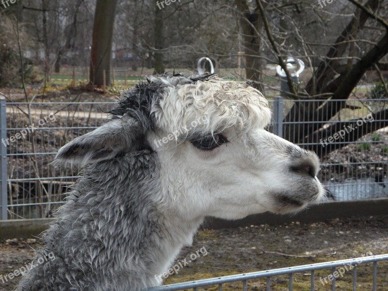 Alpaca Petting Zoo Soft Fluffy Animal