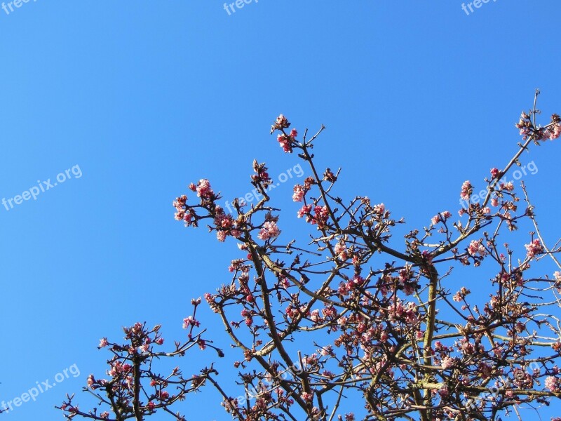 Emperor Shrub Virburnum Farreri Winter Flowering Pink Shrubs