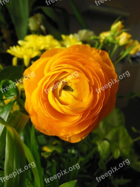 Flowers Ranunculus Orange Ranunculus Flower Warm Color