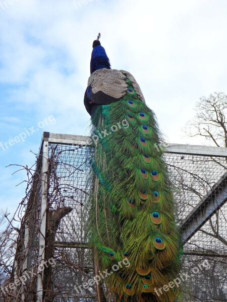 Peacock Feather Bird Animal Zoo