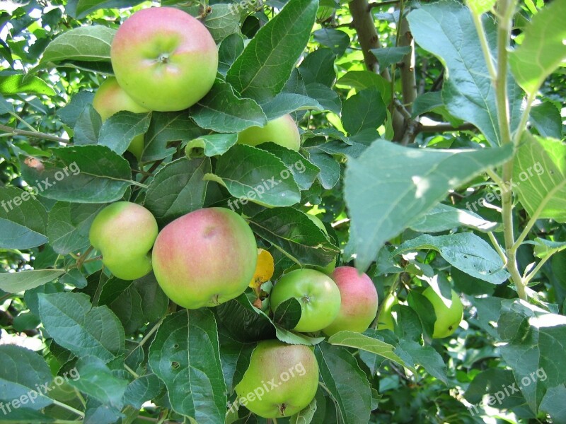 Apples Fruit Apple Tree Summer Organic