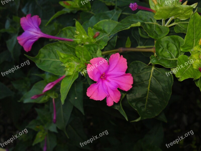 Flower Blossom Bloom Pink Nature