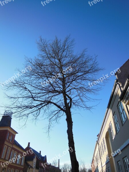 Solitary Tree Street Tree Blue Sky Sunshine Façades