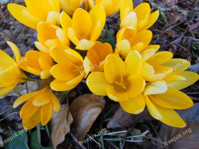 Withered Foliage Yellow Crocus Harbingers Of Spring Flowers Crocus