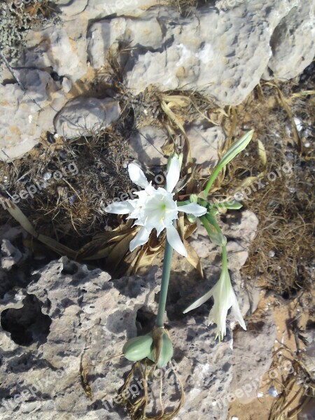 Flower Blossom Bloom White Nature