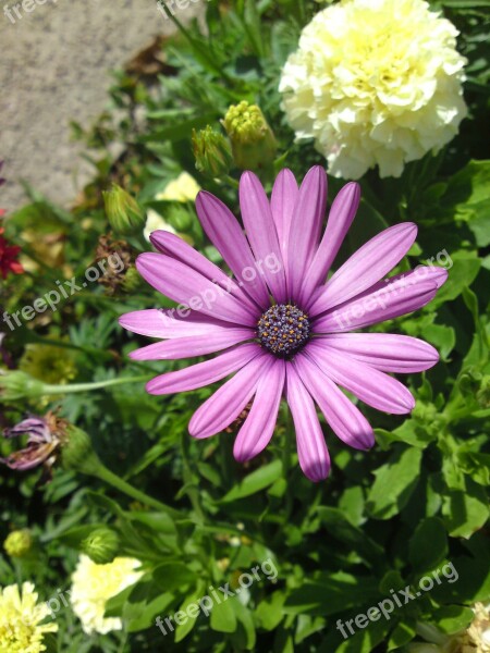 Flower Blossom Bloom Purple Nature