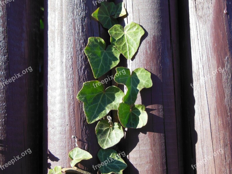 Plant Green Plant Climbing Plant Ivy Haired