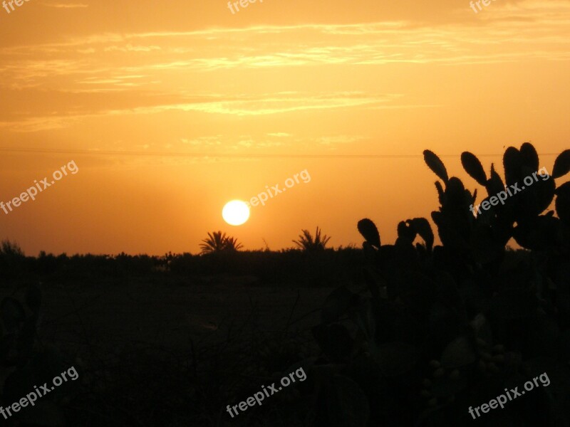 Sunset Cactus Shadow Free Photos