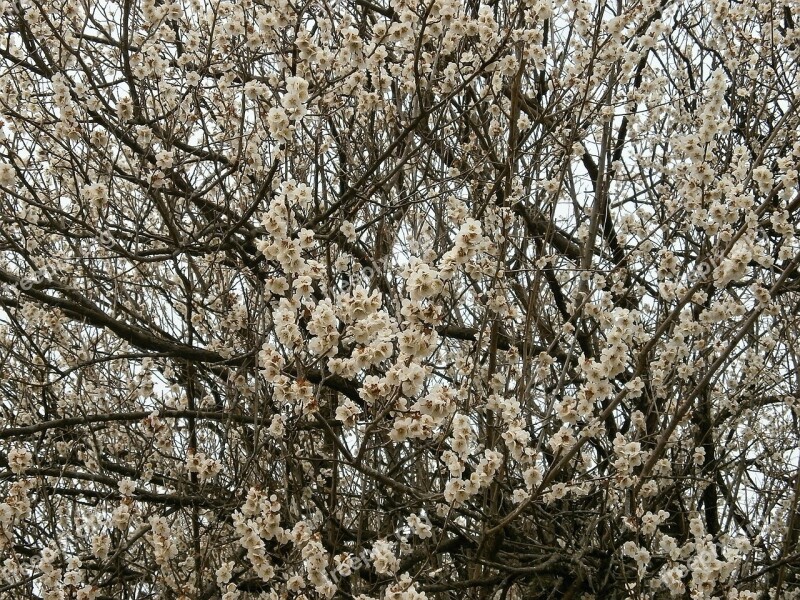 Plum Plum Blossoms White Flowers Spring In Full Bloom