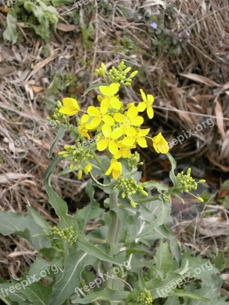 Cruciferous Vegetable Yellow Spring By The River Free Photos