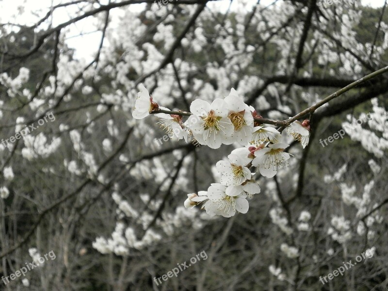 Plum Plum Blossoms White Flowers Spring Free Photos