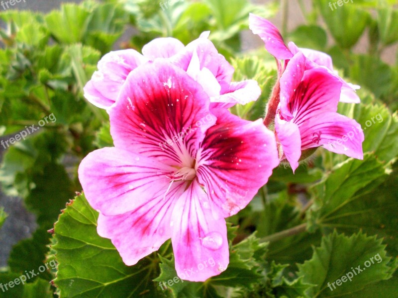 Purple Flower Geranium Flowers Violet Purple