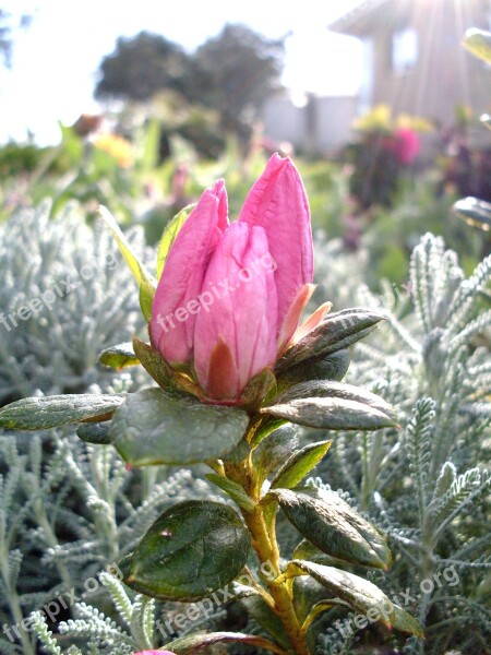 Purple Flower Azalea Buds Buds Flowers Violet