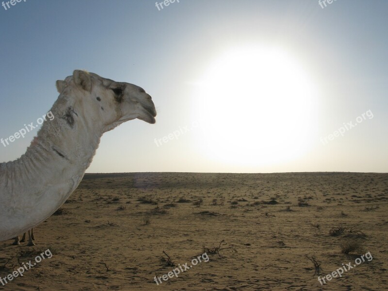 Saudi Arabia Desert Camel Free Photos