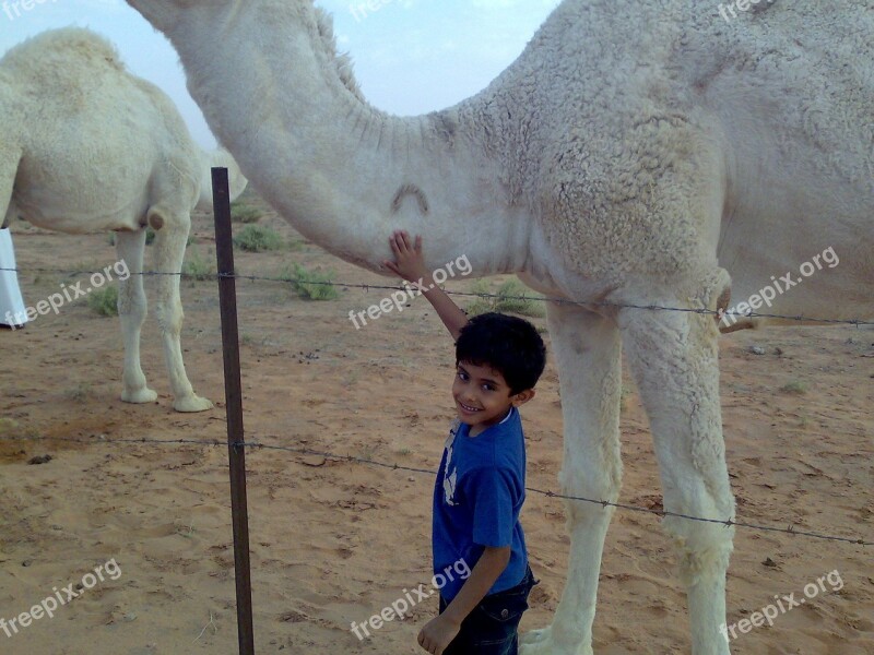 Saudi Arabia Camel Boy Free Photos