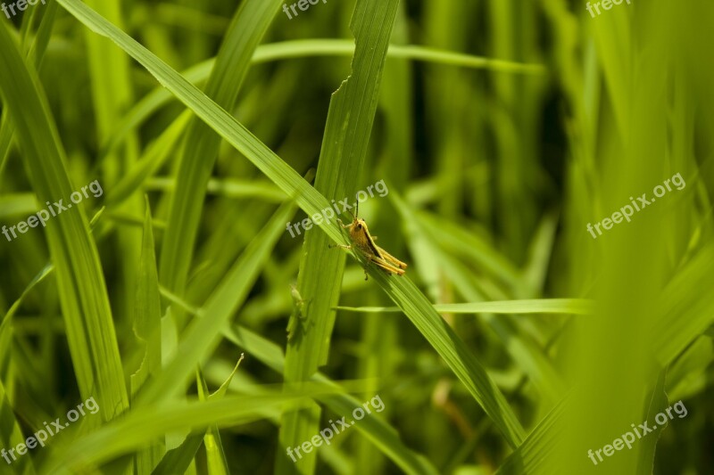 Green Grasshopper Paddy Field Nature Background