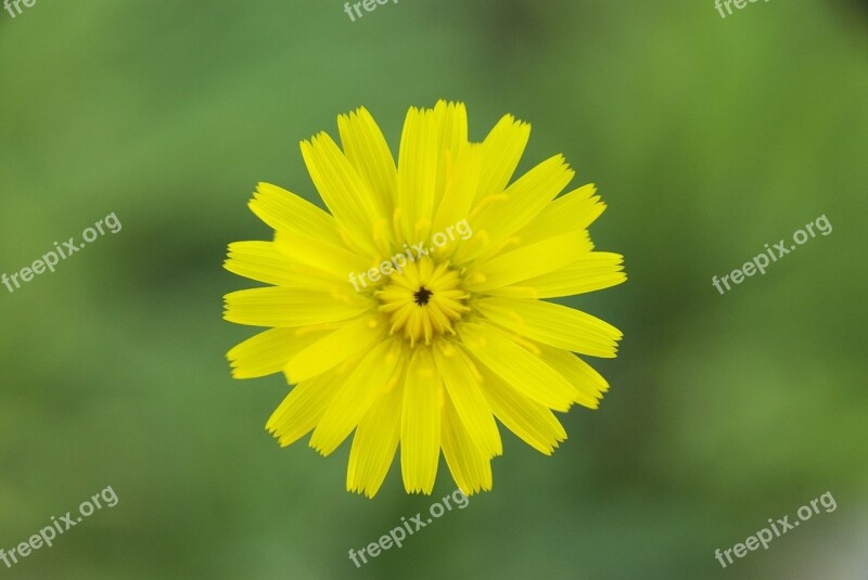 Flower Yellow Madagascar Green Gardens