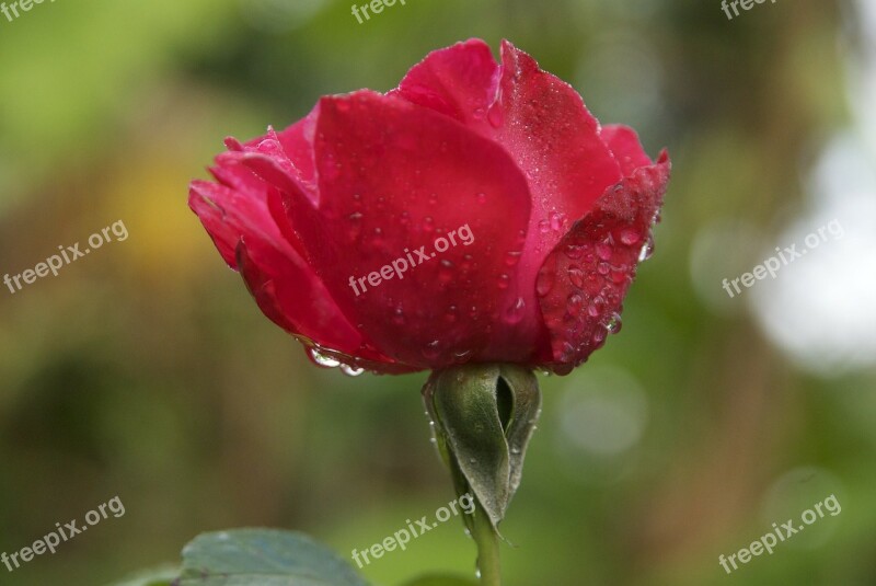 Pink Dew Morning Dew Madagascar Flower