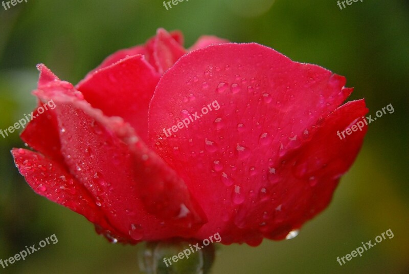 Pink Dew Morning Dew Madagascar Flower