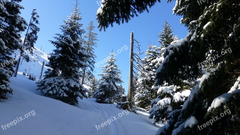 Allgäu Winter Snow Forest Trees