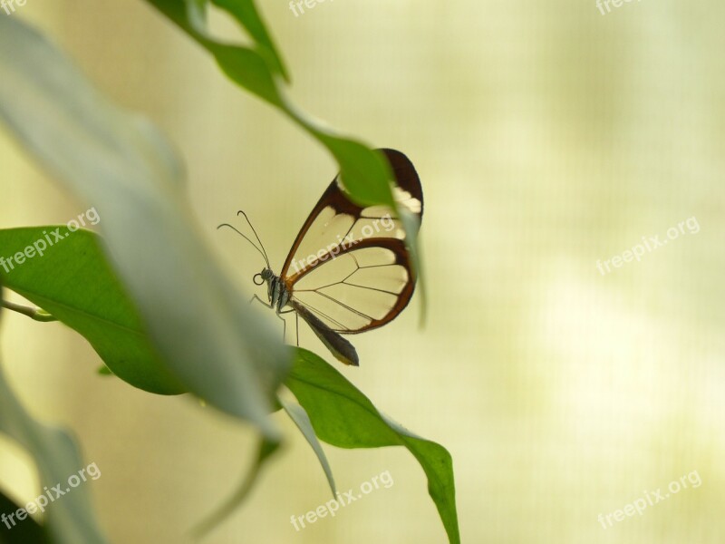 Butterfly Greta Oto Insect Animal Tropical