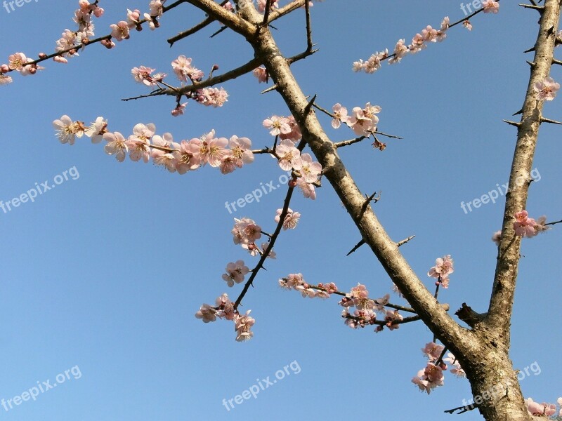 Plum Plum Blossoms Pink Arboretum Spring