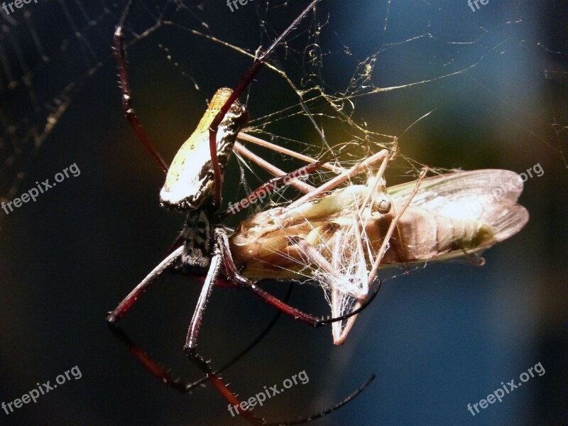 Spider Arachne Animal Predator Feeding