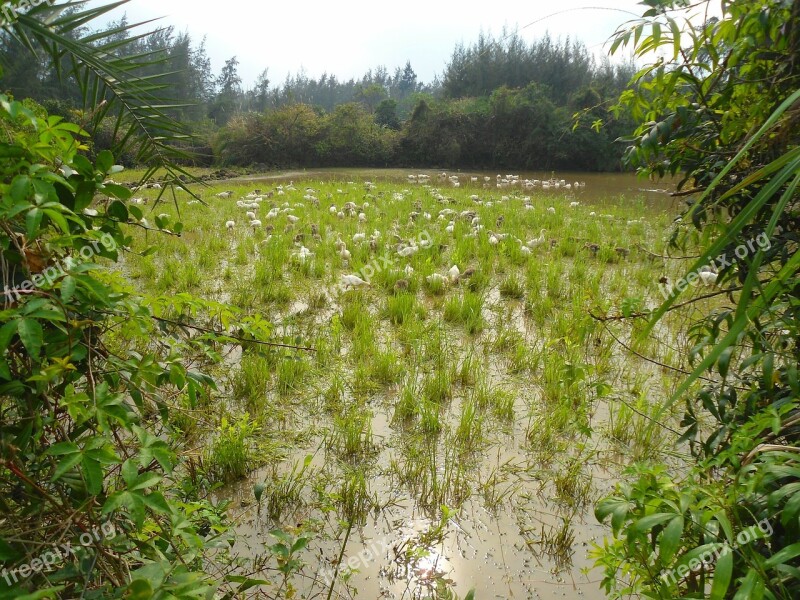 Hainan China Geese Birds Free Range