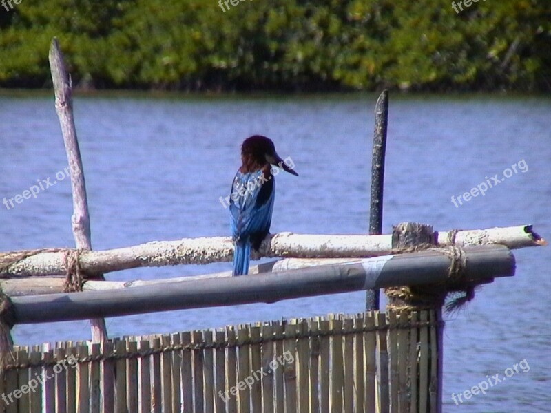 Kingfisher Blue Bird Wings Animal