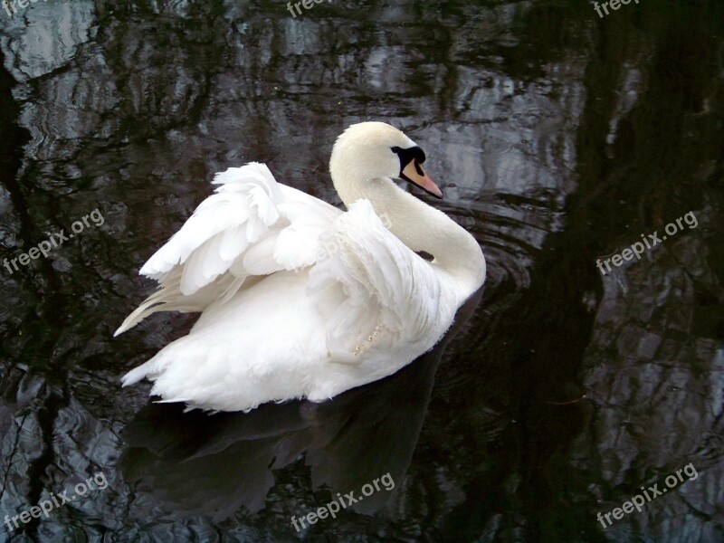 Animals Zoo Swan White Swan Free Photos