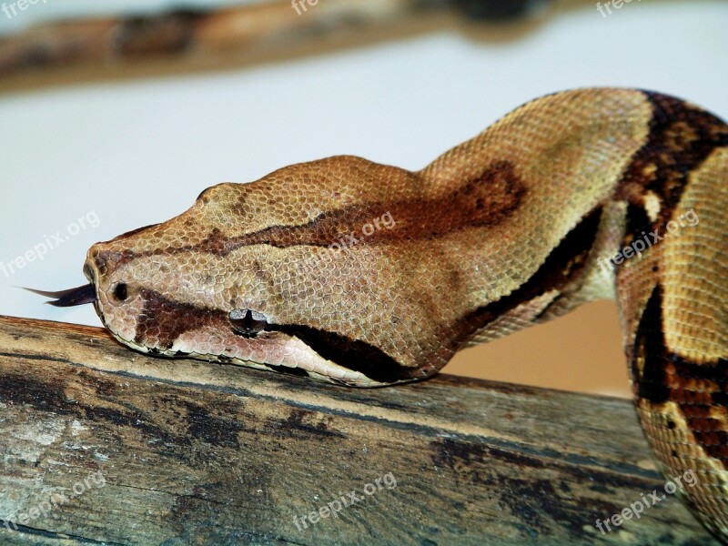 Animals Zoo Boa Constrictor Snake Free Photos